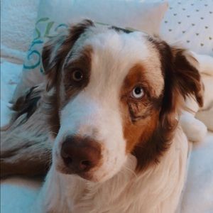 Meet your Posher, Abby